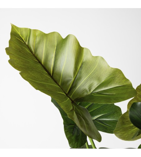 Colocasia