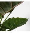 Colocasia