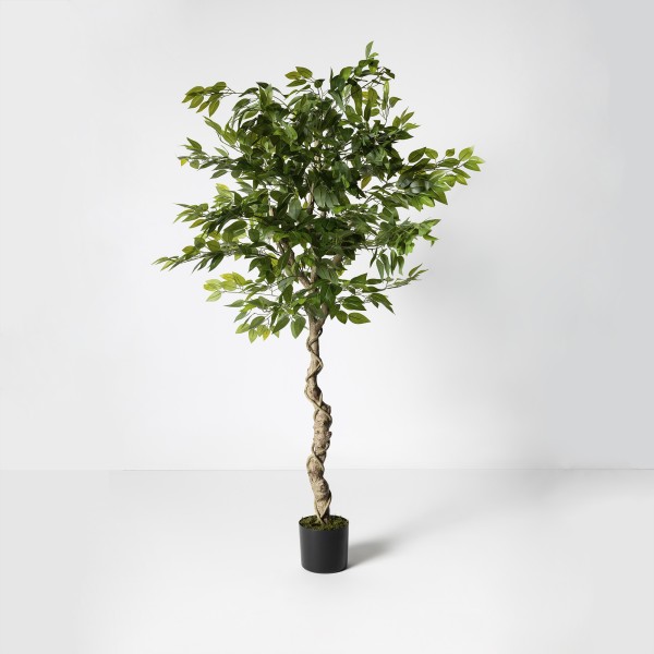 Ficus