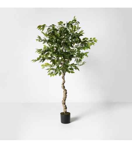 Ficus