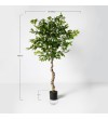 Ficus