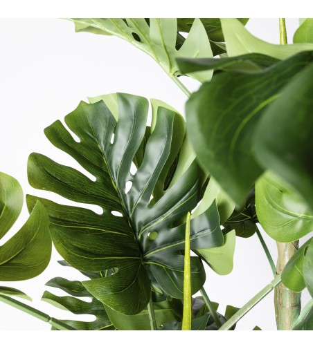 Monstera