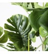 Monstera