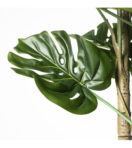 Monstera