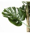 Monstera