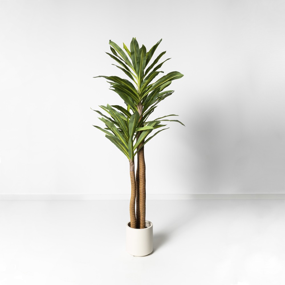 Dracaena