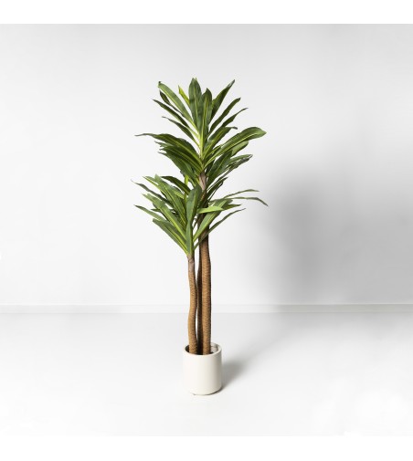 Dracaena